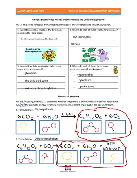 amoeba sisters alleles and genes|amoeba sisters photosynthesis video.